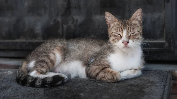 Jalan Kota Istanbul Kucing Terletak Dan Rileks Jalan Umum Dan — Stok Foto