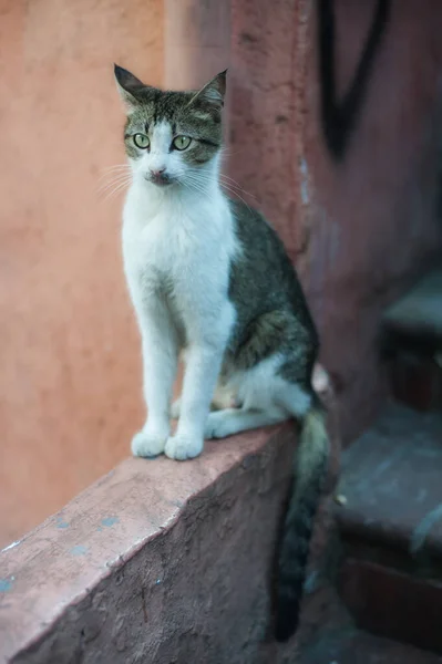 Miasto Ulicy Istanbul Kot Leży Zrelaksować Się Drodze Publicznej Cieszy — Zdjęcie stockowe