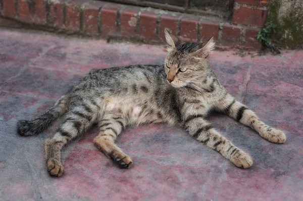 Die Stadtstraße Istanbul Cat Liegt Und Entspannt Auf Der Öffentlichen — Stockfoto