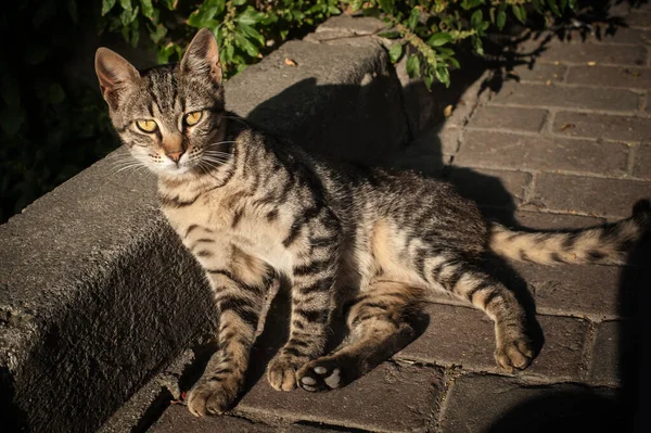 Die Stadtstraße Istanbul Cat Liegt Und Entspannt Auf Der Öffentlichen — Stockfoto