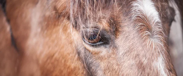 Cierre Hermoso Caballo Marrón Pie Solo Granero Mirando Hacia Fuera — Foto de Stock