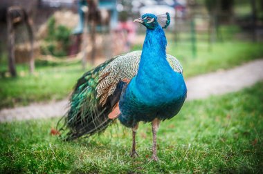 Güzel, parlak tavus kuşu, tüylerden oluşan şık bir kuyruğu ile bahçede yürüyor, büyük bir kuyruğu var.