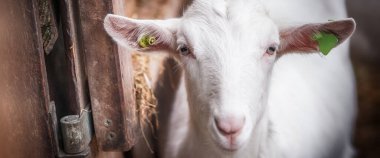 Boynuzları olmayan sevimli beyaz keçi ahırda duruyor. Güzel bakımlı.