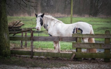 Çiftliğin ahşap çitlerinin arkasında yeşil çimlerin üzerinde duran güzel at. Evcil hayvanlar konsepti