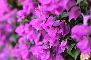 Parlak çiçeklerin güzel rengi