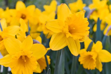 Narcissus. Bahar parkında Narcissuses çiçeği. Letonya.