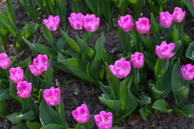 Lale güzel renk Springtime sıcaklığını altında açmak için başlayan.