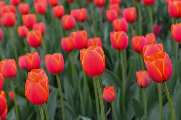 stock image The pretty color of  tulips beginning to open under the warmth of Springtime.