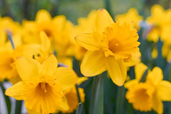 Narcis Bloemen Lente Tuin Closeup Stockfoto