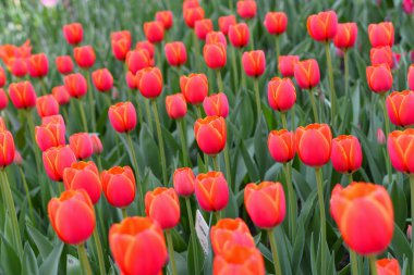 Lale güzel renk Springtime sıcaklığını altında açmak için başlayan.