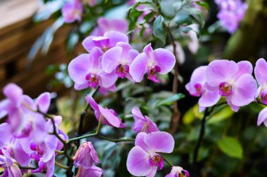Bahçede pembe orkide çiçekleri