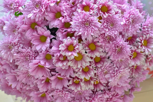 Flores Cor Rosa Fundo Close — Fotografia de Stock