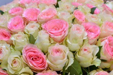 Pembe gül arkaplanı, kapat