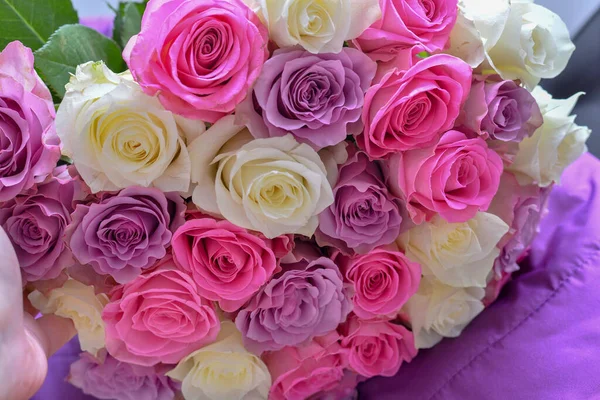 Розовые Розы Фон Закрыть — стоковое фото