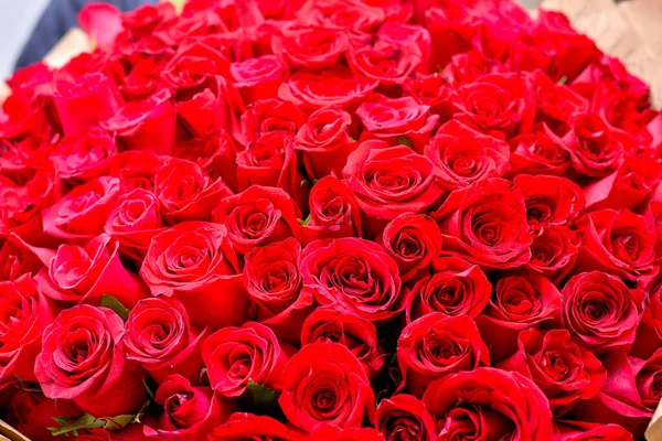 Vermelho Rosas Fundo Close — Fotografia de Stock