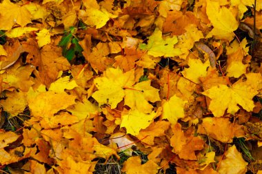 Sonbaharda yere düşen ağaçların yaprakları..