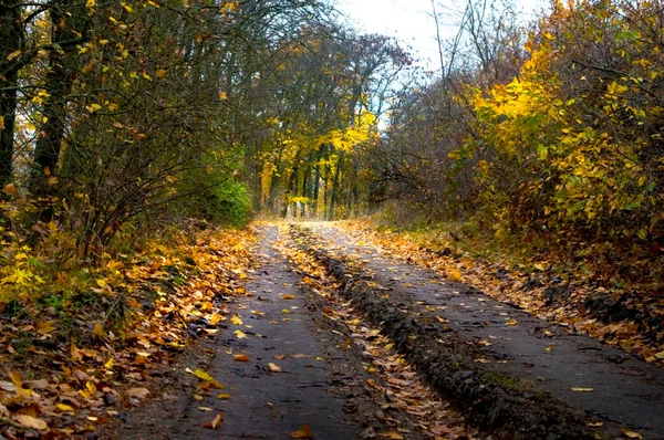 Брошенная дорога в красочном осеннем лесу . — стоковое фото