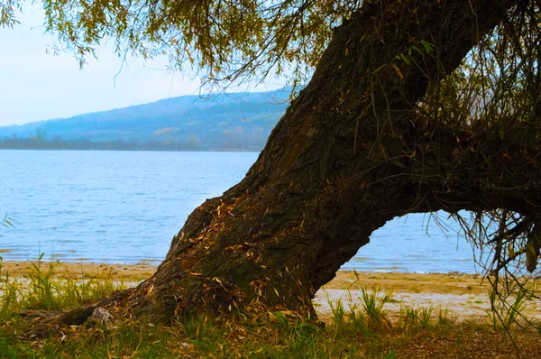 Одинокая ива на озере поздней осенью . — стоковое фото