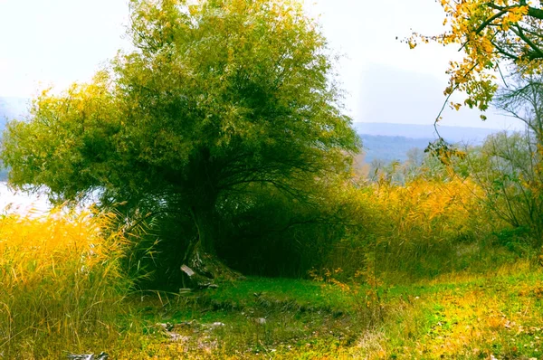 Одинокое дерево, окруженное камышом осенью у озера . — стоковое фото
