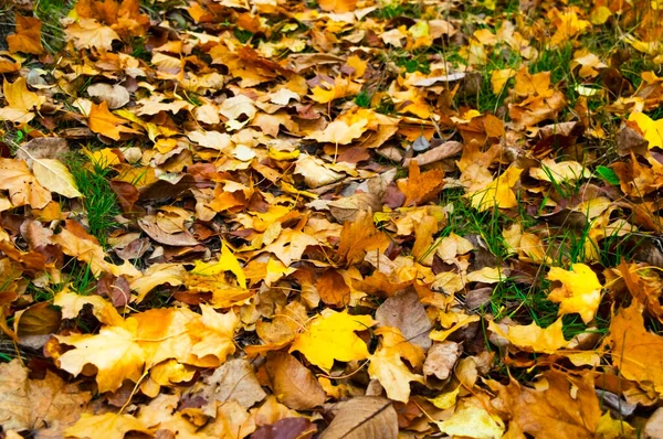 Fond rouge orangé des feuilles tombées à l'automne . — Photo