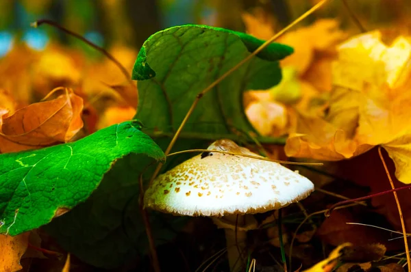 Champignon blanc sous le feuillage d'automne dans la forêt . — Photo