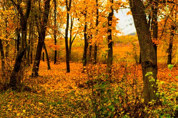 Wunderschöne Herbstlandschaft am Waldrand. — Stockfoto