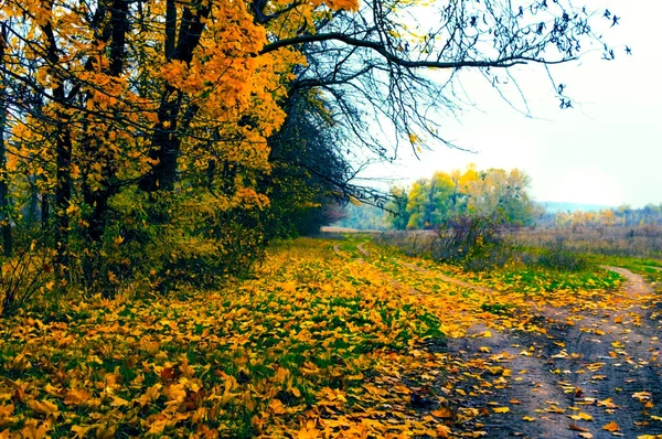 Грязные дороги вдоль леса поздней осенью . — стоковое фото