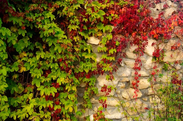 Ιστορικό πέτρινου τοίχου με αναρριχητικά φυτά πάνω του το φθινόπωρο. — Φωτογραφία Αρχείου