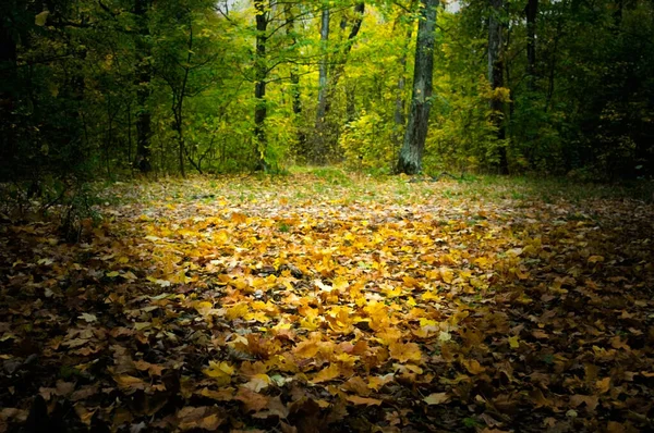 The fallen leaves of trees in the meadow in the autumn forest.