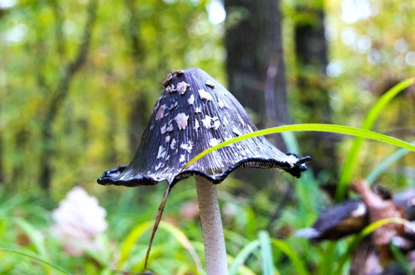 Mushroom on the ground against the background of a blurry autumn forest. — Stock Photo, Image