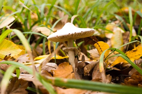 Champignon dans le feuillage d'automne de la forêt . — Photo