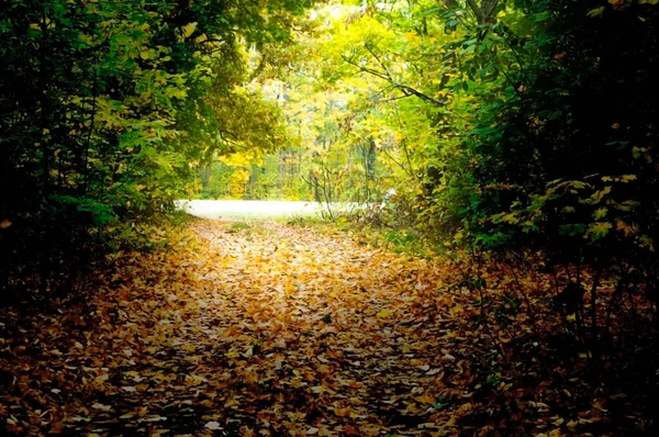 Herbstlandschaft einer Straße im Wald mit abgefallenem Laub. — Stockfoto