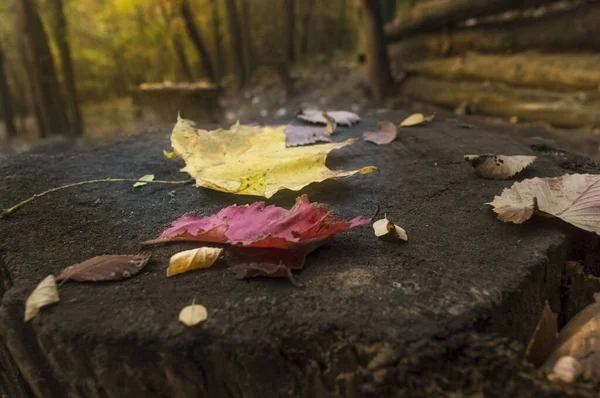 Un tronc d'arbre dans une forêt à la fin de l'automne avec des feuilles dessus . — Photo