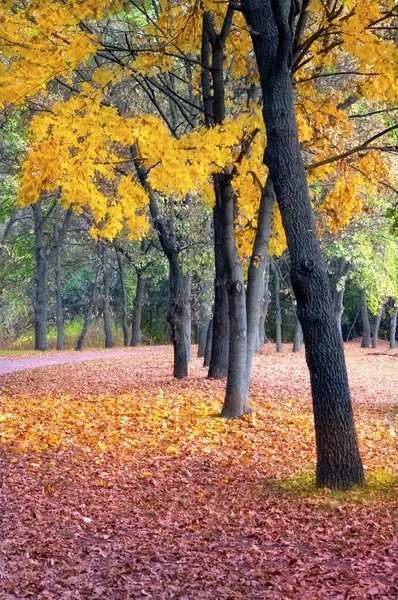 Красочный осенний пейзаж в городском парке . — стоковое фото