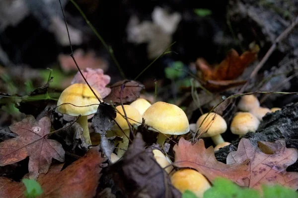 Gros plan sur les champignons dans une forêt à la fin de l'automne . — Photo