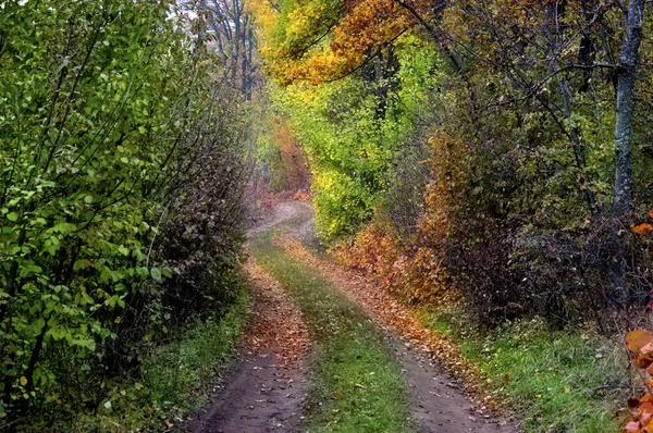 Осенняя дорога в лесу, покрытая желтой листвой . — стоковое фото
