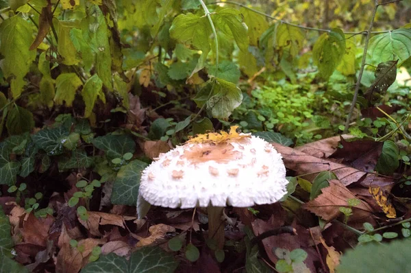 Cèpes des bois champignon dans le gros plan dans la forêt en automne . — Photo