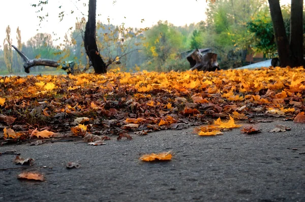 Feuilles jaunes et oranges d'arbres au sol dans un parc à bout portant . — Photo