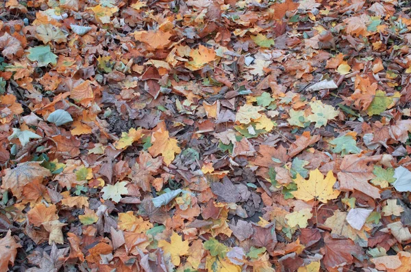 Fond de feuilles d'automne de différentes couleurs . — Photo
