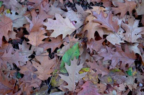 Gros plan sur fond de feuilles d'automne de différentes couleurs . — Photo