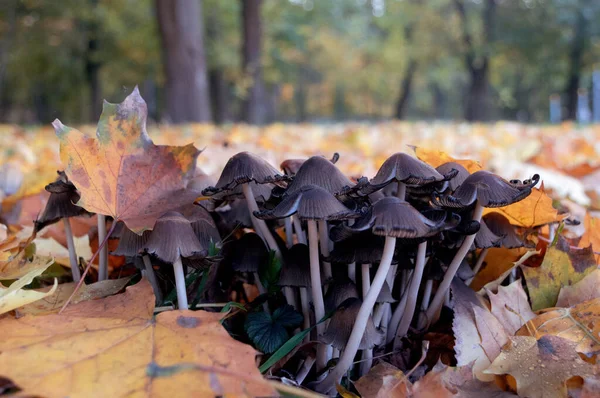 Champignons forestiers gros plan sous les feuilles tombées à l'automne . — Photo