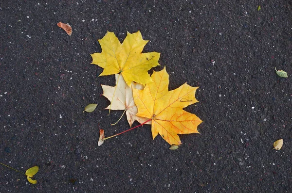 Feuilles jaunes des arbres sur un fond d'asphalte gros plan . — Photo