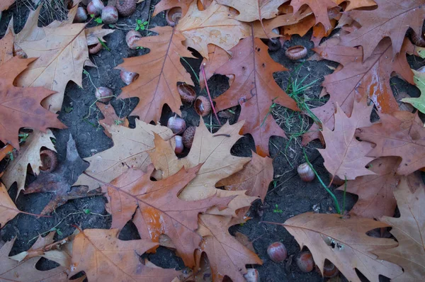 Primer plano hojas caídas de árboles en el suelo . — Foto de Stock