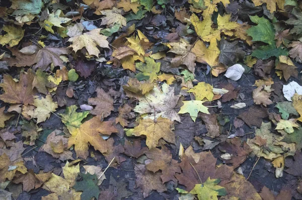 Fond de feuilles d'automne jaunies gros plan . — Photo