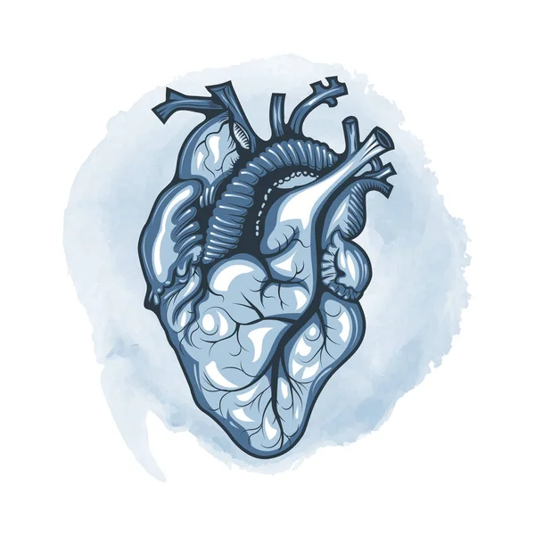 Corazón humano dibujado en detalle sobre un fondo de lazo de acuarela . — Archivo Imágenes Vectoriales
