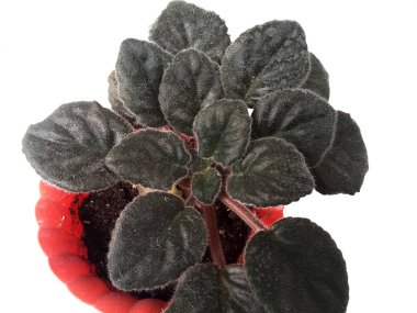 Menekşe yaprakları