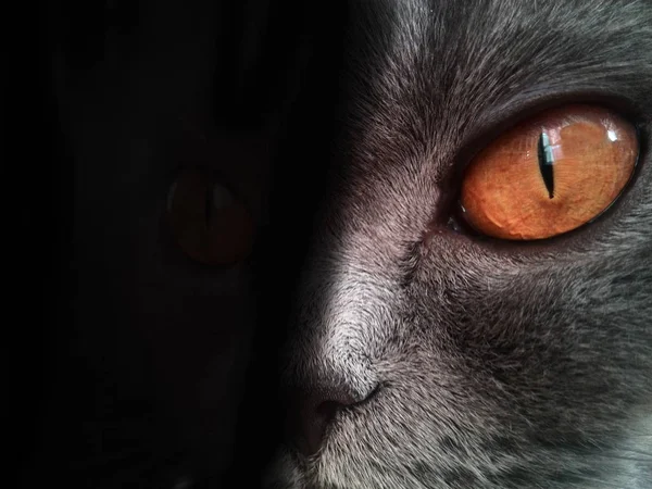 Оранжевые кошачьи глаза на чёрном фоне — стоковое фото