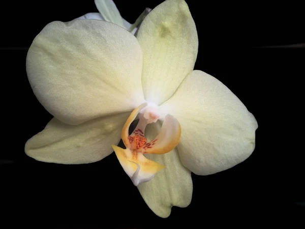 Flor amarela da orquídea em um fundo preto — Fotografia de Stock