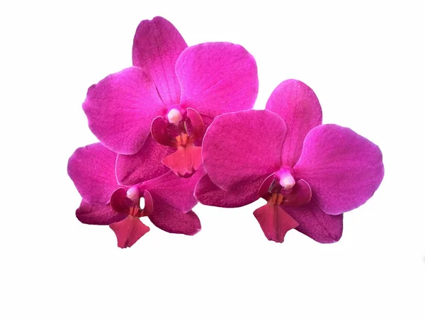 Flores de orquídea no fundo branco — Fotografia de Stock
