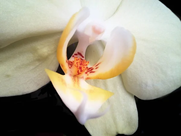 Flor amarela da orquídea em um fundo preto — Fotografia de Stock